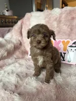 Millie, a female Poodle - Toy  for sale in Canyon Country, CA – 2 of 4