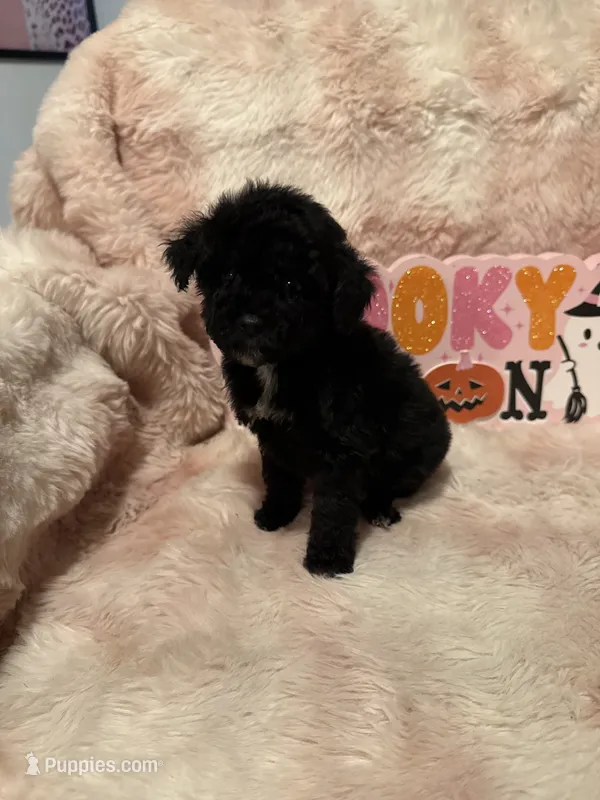 Phoebe, a female Poodle - Toy  for sale in Canyon Country, CA – 1 of 5