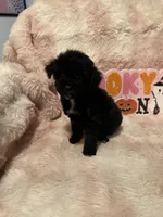 Phoebe, a female Poodle - Toy  for sale in Canyon Country, CA – 1 of 5
