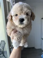 Bella, a female Maltipoo for sale in Canyon Country, CA – 5 of 7
