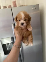 Bingo, a male Poodle - Toy  for sale in Beverly Hills, CA – Photo 5 of 5