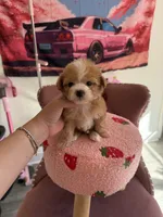 Bingo, a male Poodle - Toy  for sale in Beverly Hills, CA – Photo 1 of 5