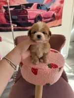 Bingo, a male Poodle - Toy  for sale in Beverly Hills, CA – Photo 2 of 5