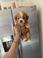 Bingo, a male Poodle - Toy  for sale in Beverly Hills, CA – Photo 4 of 5