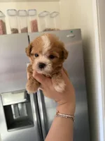 Bingo, a male Poodle - Toy  for sale in Beverly Hills, CA – Photo 3 of 5