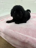 Roscoe , a male Maltipoo for sale in Beverly Hills, CA – 2 of 3