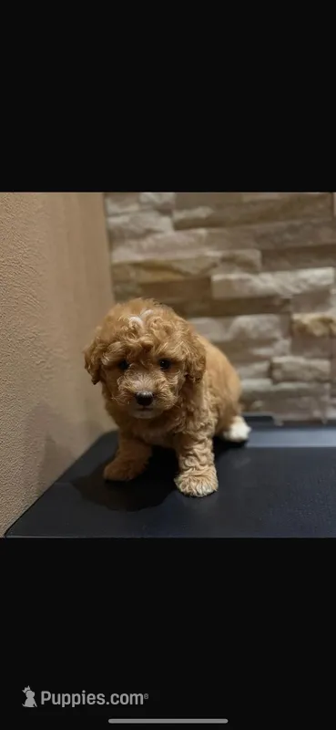 Winston, a male Maltipoo for sale in Beverly Hills, CA – Photo 1 of 5