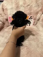 Phoebe, a female Poodle - Toy  for sale in Canyon Country, CA – 5 of 5