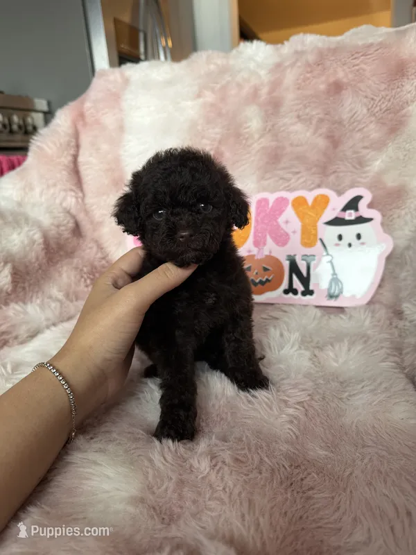 Izzy, a female Poodle - Toy  for sale in Canyon Country, CA – 1 of 5