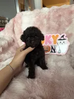 Izzy, a female Poodle - Toy  for sale in Canyon Country, CA – 1 of 5