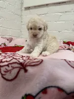 Bella, a female Pomapoo for sale in Beverly Hills, CA – 4 of 4