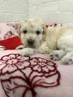 Louie, a male Pomapoo for sale in Beverly Hills, CA – 4 of 4