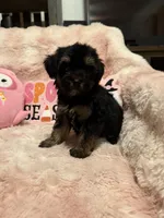 Gizmo, a female Yorkipoo for sale in Canyon Country, CA – 4 of 5