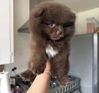 Coco, a female Pomeranian for sale in Beverly Hills, CA – 2 of 3