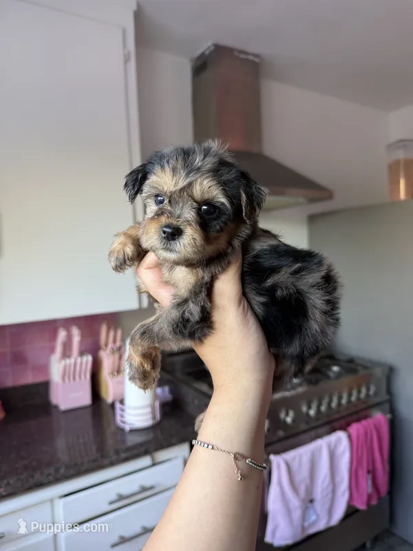 Ella – Yorkipoo puppy for sale in Canyon Country, CA