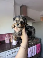 Ella, a female Yorkipoo for sale in Canyon Country, CA – 1 of 4