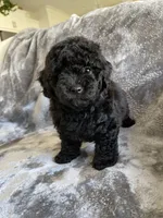 Josie, a female Poodle - Toy  for sale in Canyon Country, CA – 4 of 4
