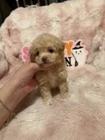 Penny, a female Pomapoo for sale in Canyon Country, CA – 3 of 5