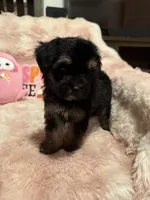 Gizmo, a female Yorkipoo for sale in Canyon Country, CA – 5 of 5