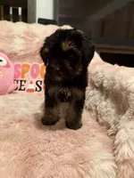 Gizmo, a female Yorkipoo for sale in Canyon Country, CA – 2 of 5