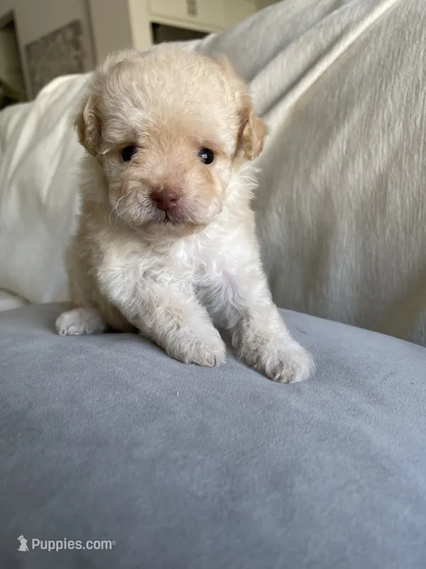 Bucky – Pomapoo puppy for sale in Canyon Country, CA