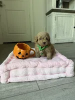 Winston, a male Poodle - Toy  for sale in Canyon Country, CA – 5 of 6