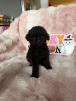 Izzy, a female Poodle - Toy  for sale in Canyon Country, CA – 2 of 5