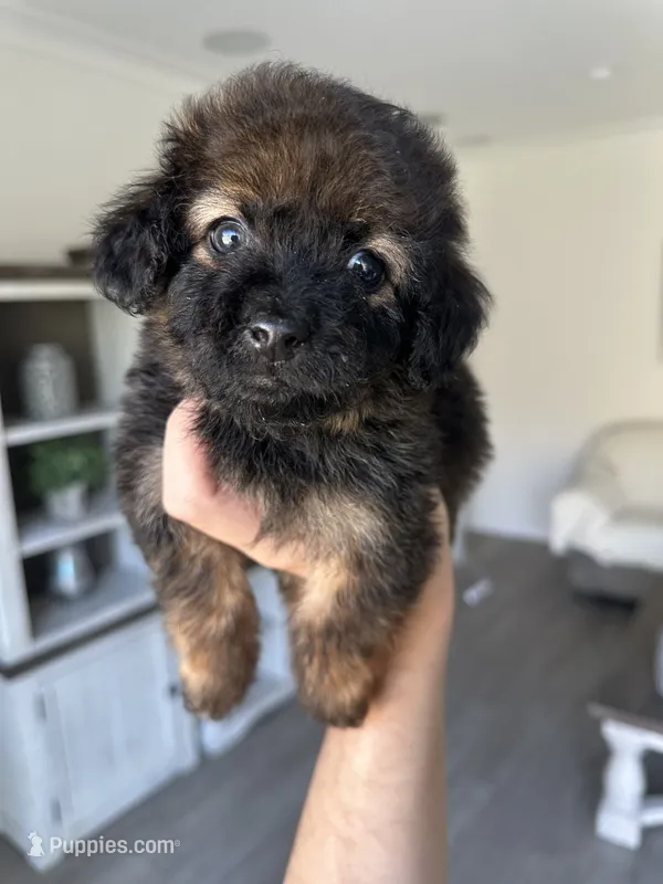 Nala – Maltipoo puppy for sale in Beverly Hills, CA