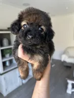 Nala, a female Maltipoo for sale in Beverly Hills, CA – 1 of 3
