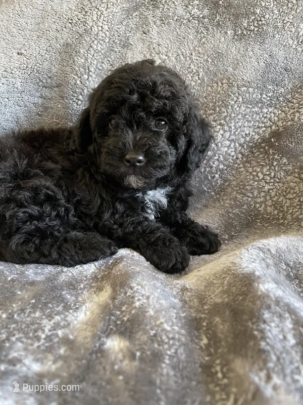Nellie  – Poodle - Toy  puppy for sale in Canyon Country, CA