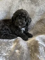 Nellie , a female Poodle - Toy  for sale in Canyon Country, CA – 1 of 5