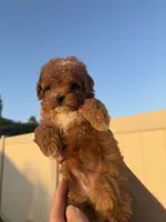 Milo, a male Poodle - Toy  for sale in Beverly Hills, CA – 3 of 5
