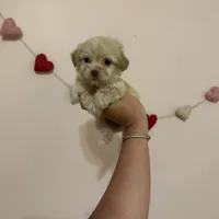 Bella, a female Maltese for sale in Beverly Hills, CA – Photo 5 of 6