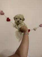 processed/c3fea910-0b8d-4493-967e-07698e26e983/listing/a7e519ee-432e-4f43-8332-c8c2311e8e78/1fb0e1c3-5435-40ad-b8a9-1af5b21efae9