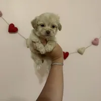 Bella, a female Maltese for sale in Beverly Hills, CA – Photo 2 of 6