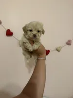 processed/c3fea910-0b8d-4493-967e-07698e26e983/listing/a7e519ee-432e-4f43-8332-c8c2311e8e78/603196f9-ed7f-449b-a2f7-29f7be71188b