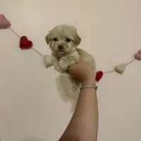 Bella, a female Maltese for sale in Beverly Hills, CA – Photo 1 of 6