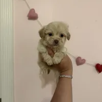 Bella, a female Maltese for sale in Beverly Hills, CA – Photo 4 of 6