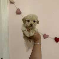 Bella, a female Maltese for sale in Beverly Hills, CA – Photo 6 of 6