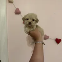 Bella, a female Maltese for sale in Beverly Hills, CA – Photo 3 of 6