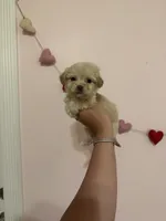 processed/c3fea910-0b8d-4493-967e-07698e26e983/listing/a7e519ee-432e-4f43-8332-c8c2311e8e78/d0146dea-6ee0-4fce-89ac-9a2ffd045b66