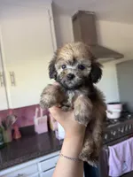 Maxie, a male Maltipoo for sale in Canyon Country, CA – 5 of 5