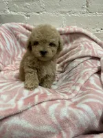 Rosie, a female Maltipoo for sale in Beverly Hills, CA – 5 of 5