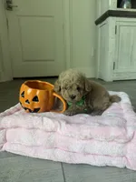 Winston, a male Poodle - Toy  for sale in Canyon Country, CA – 1 of 6