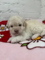 Bella, a female Pomapoo for sale in Beverly Hills, CA – 3 of 4