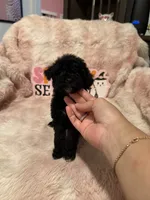 Phoebe, a female Poodle - Toy  for sale in Canyon Country, CA – 3 of 5