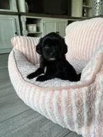 Nala, a female Pomapoo for sale in Canyon Country, CA – 1 of 3