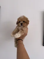 Molly, a female Maltipoo for sale in Canyon Country, CA – 6 of 7