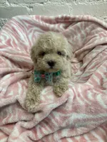 Benji , a male Maltipoo for sale in Beverly Hills, CA – 3 of 3