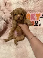 Scout, a male Pomapoo for sale in Canyon Country, CA – 5 of 6